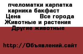 пчеломатки карпатка карника бакфаст F-1 › Цена ­ 800 - Все города Животные и растения » Другие животные   